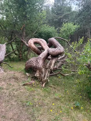a sculpture of a tree stump in the grass at The Hideaway in Ainsdale