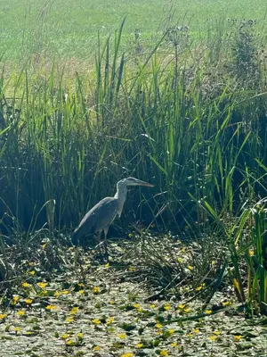 a bird standing in the grass near the water at The Thimble static Holiday Home in Lancaster