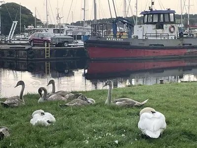 a group of geese sitting in the grass near a boat at The Thimble static Holiday Home in Lancaster