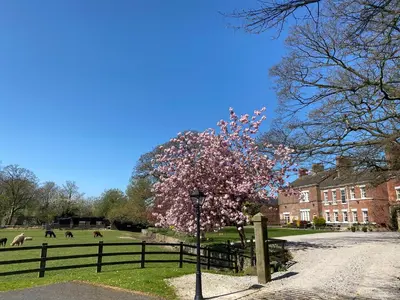 a tree with pink flowers on it next to a fence at Singleton Lodge Country House Hotel in Poulton le Fylde