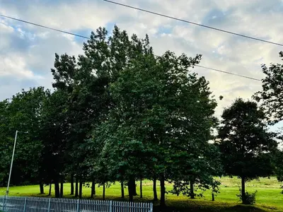 a group of trees in a field with a fence at ENTIRE LUXURY HOUSE near CITY CENTRE - FREE PARKING in Liverpool