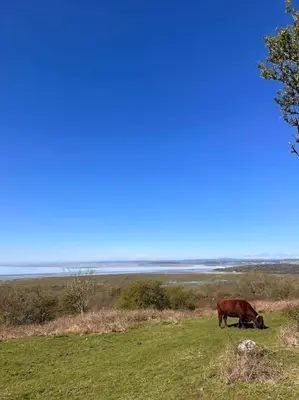 a brown cow grazing in a field of grass at 3 bed home in Bolton Le Sands in Bolton le Sands