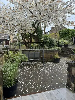 a garden with a gate and a tree with white flowers at Sunshine cottage in Horwich