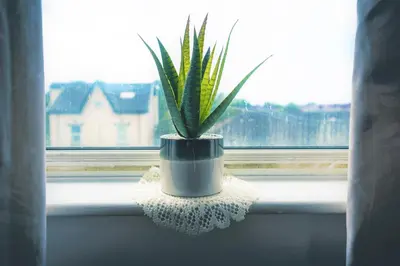 a plant in a pot sitting on a window sill at Travellers Stays In The Heart Of Orrell Park in Liverpool