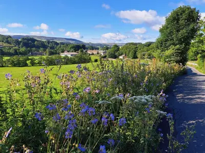 a field of purple flowers next to a road at The Old Loft in Slaidburn