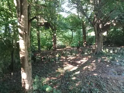 a wooded area with trees and leaves on the ground at Bayview House Silverdale in Silverdale