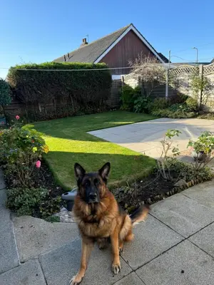 a dog sitting on a sidewalk in a yard at Linden Ave Bungalow in Thornton