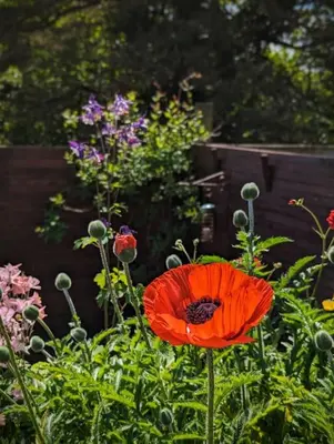 a red poppy in a garden with other flowers at Luxury 18th Century Stone Built Cottage in Lower Bentham