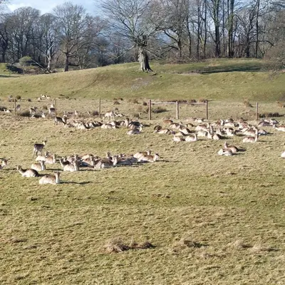 a herd of animals laying in a field at Sunny Bank, Cark-in-Cartmel in Cark