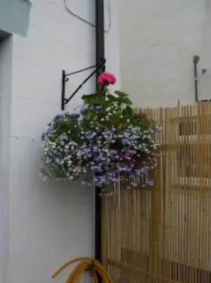 a hanging basket of flowers on a wall at Shrimpers Cottage in Lytham St Annes