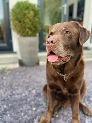 a brown dog sitting on the ground with its tongue at The Lodge in Woodplumpton