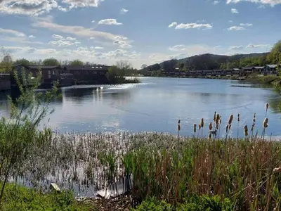 a river with a bunch of birds in the water at Lakeland Lodge- 3Bed-2 Bath- Private Patio in Carnforth
