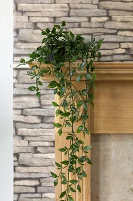 a green plant climbing up the side of a wall at Fairburn House - Air Host & Stay - Contractor Friendly in Liverpool