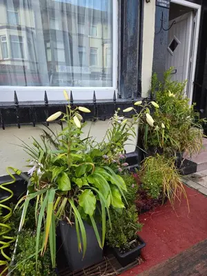a group of plants sitting outside of a window at Edenfield Lodge in Blackpool