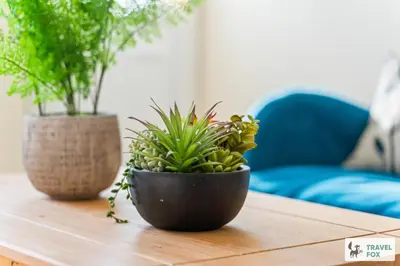 two potted plants on a wooden table at Miriam's House in Saint Helens