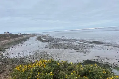 a beach with yellow flowers on the shore at Seaside Retreat-Sleeps 8-Free Parking in Morecambe