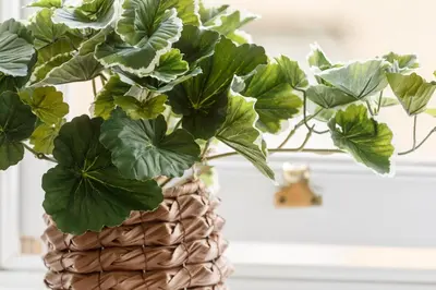 a plant in a basket on a window sill at Charming 4BR House in St Helens - Sleep 8 in Saint Helens