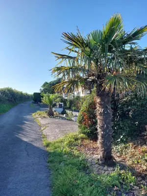 a palm tree on the side of a road at Seaview home in Baycliff, Cumbria in Baycliff