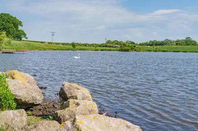 a swan swimming in a large lake with rocks at 1 Bed in Weeton oc-c32015 in Great Singleton