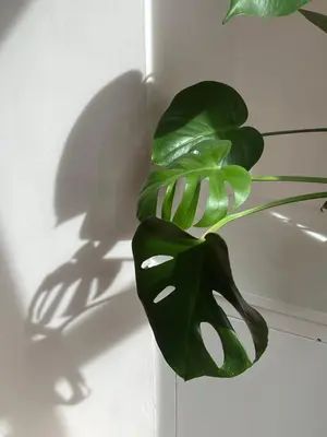 a green plant with its shadow on a wall at Liverpool Rose House Stylish 3 Bed Near Anfield and Goodison Park in Liverpool