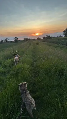 a dog in a field with the sunset in the background at Marsh Farm Hall in Great Eccleston