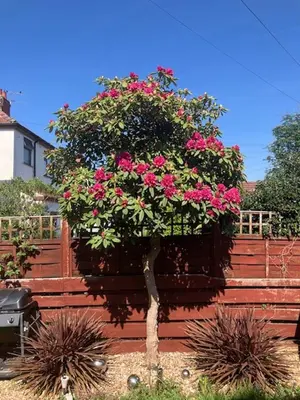 a tree with pink flowers in front of a fence at Palm House Lytham St Annes in Lytham St Annes