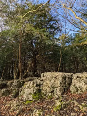 a stone wall in front of some trees at Field Edge Barn in Silverdale