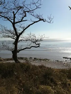 a tree sitting on the side of a beach at Field Edge Barn in Silverdale