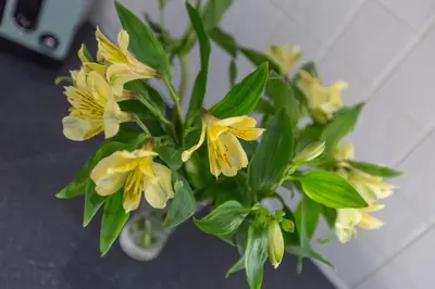 a bouquet of yellow flowers in a vase at Lytham St Annes Luxury Apartment - No 3 Tides Reach in Lytham St Annes