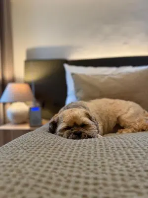 a dog laying on top of a bed at Longridge House in Longridge