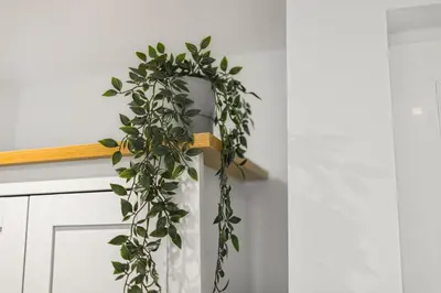 a ivy plant hanging from a kitchen door at Aurum House Luxury Apartments in Blackpool