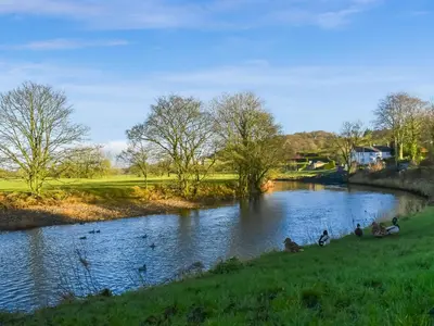 a group of ducks swimming in a river at Madeline Cottage in Clitheroe