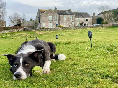 a dog laying in the grass holding a tennis ball at The Old Farmhouse, Yealand Redmayne, a characterful cottage in a rural setting in Beetham