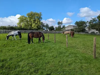 a group of horses grazing in a field at The Old Farmhouse, Yealand Redmayne, a characterful cottage in a rural setting in Beetham