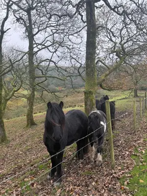 two black horses standing next to a fence at Grange Cottage in Belmont