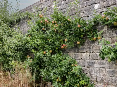 an apple tree is growing on a brick wall at The Laundrymaid's Cottage in Grange Over Sands