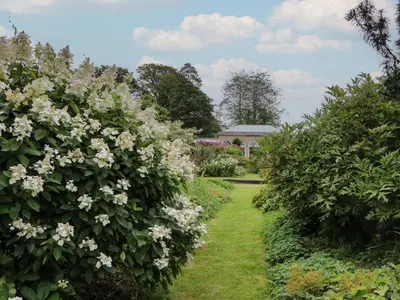 a row of bushes with white flowers in a garden at The Laundrymaid's Cottage in Grange Over Sands