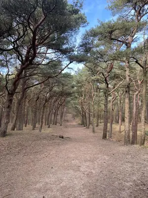 a forest of trees with a dirt road at 6 bed detached house Formby Royal Birkdale The Open 2026 in Formby