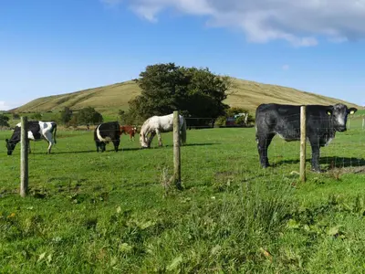 a group of cows grazing in a field at Shepherds Hut - Uk50043 in Chipping