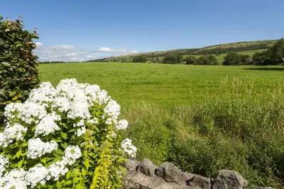 a bunch of white flowers in a field at Fellbeck Holiday Home - Cartmel in the Lake District in Cartmel