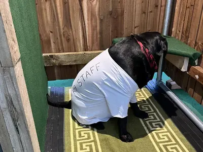 a black dog wearing a shirt with the words smile at Pompian Lodge in Leyland