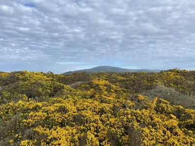 a field of yellow flowers with mountains in the background at 2 Bed in Haverigg oc-s33747 in Haverigg