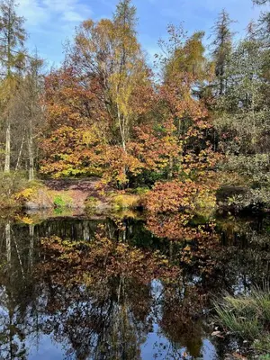 a reflection of trees in a body of water at Rock Cottage - Log burners and jacuzzi bath in Lindale