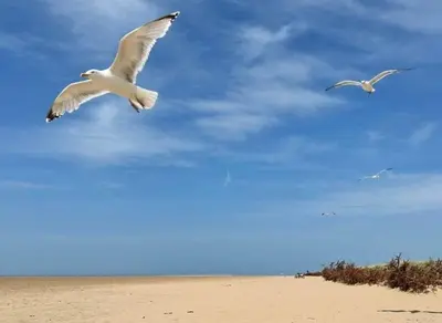 two birds flying in the sky over a beach at Seaside Serenity in Lytham St Annes
