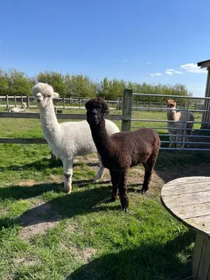 a group of llamas standing in a field at Mill House Farm Pods- Kingfisher in Pilling