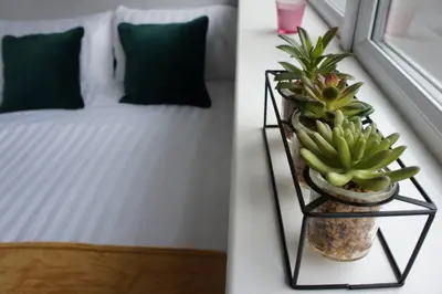 a room with a bed and some plants on a shelf at Melbourne House Apartment Near Train Station! in Accrington