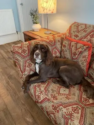 a brown dog laying on a couch at Mayfield House-Private Hosted Stay with Breakfast in Blackpool