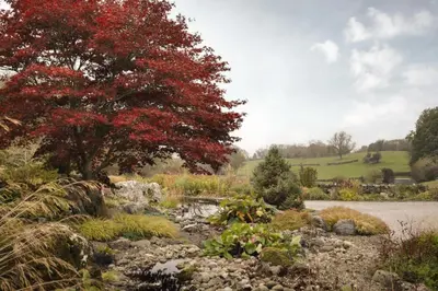 a garden with a stream and a tree with red leaves at The Lookout - Ridgestone in Grange Over Sands
