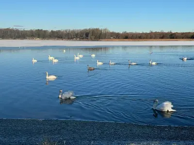 a group of swans swimming in a lake at Swanmere lodge, Lakeside view Pinelake Carnforth in Carnforth