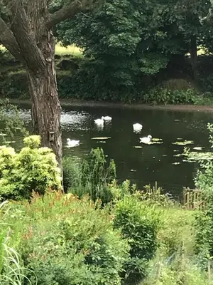 a group of white swans swimming in a pond at Greenways House in Lancaster